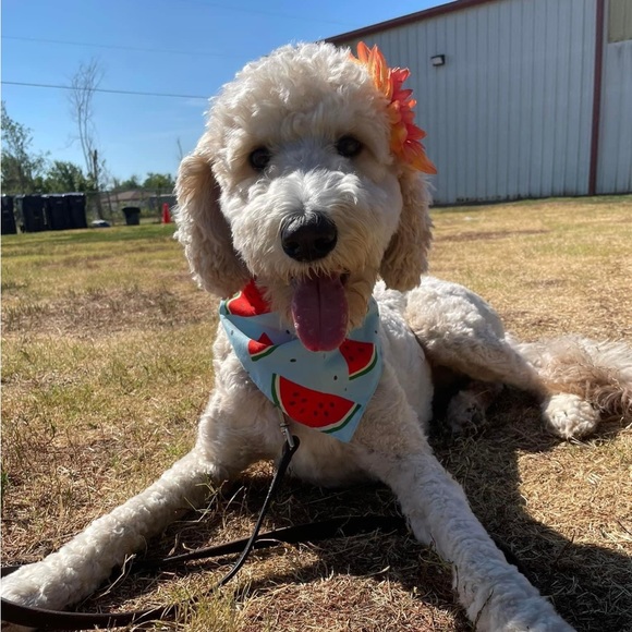 Meet your Posher, Connie - Picture 1 of 1